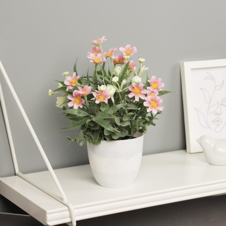 Bonsai in the pot "Freesia Premium Extra" 21x9 cm, mix-3