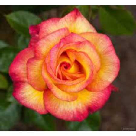 Floribunda rose seedling "Reya", Kustovaya, 1 pc, spring 2023