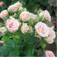 Rose spray Lydia, C3.5 pot, H15-25 height, 1 pc, summer 2024