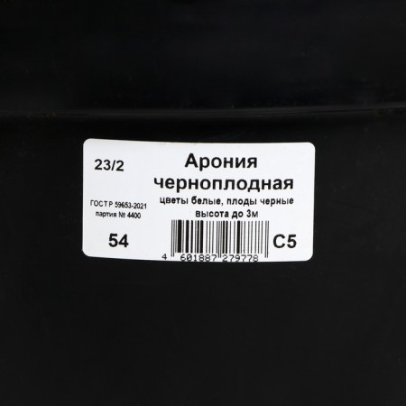 Aronia Chernolod, C5 pot, 1 pc, summer 2024-2