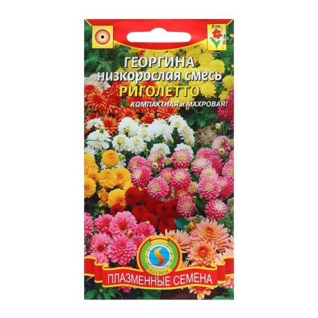 Georgin seeds of stunted "Rigoletto", mixture, 11 pcs