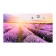 Carty clock wall interior "lavender field", silent, 35 x 60 cm