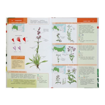 Plants of Russia. The best determinant.-5