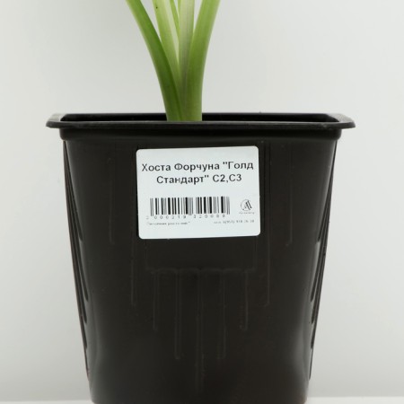 Khosta FORCHUNA "GOLD Standard", pot C3, 1 pc, Spring 2024-3