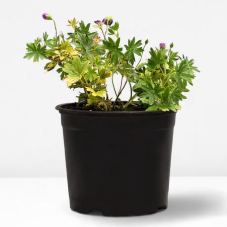 Geranium blood-red max Fray, pot C2, 1 pc, summer 2024-1