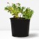 Geranium blood-red max Fray, pot C2, 1 pc, summer 2024
