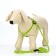 Set "braid", fluorescent, harness 32-48 cm, leash 115 x 1 cm, green
