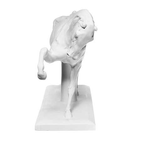 Гипсовая фигура анатомическая: ЛОШАДЬ (конь анатомический), 21 х 59 х 43 см-6