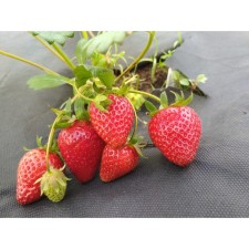 Strawberry Garden Syria NF 137, P9 Pot, 1 pc, summer 2024