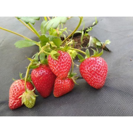 Strawberry Garden Syria NF 137, P9 Pot, 1 pc, summer 2024