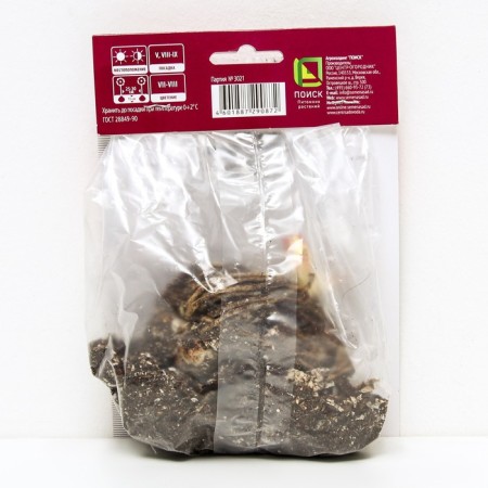 Lilia Asian terry Canari Warf, 14/16 rr, 2 pcs. 90 h (cm), autumn 2024-1