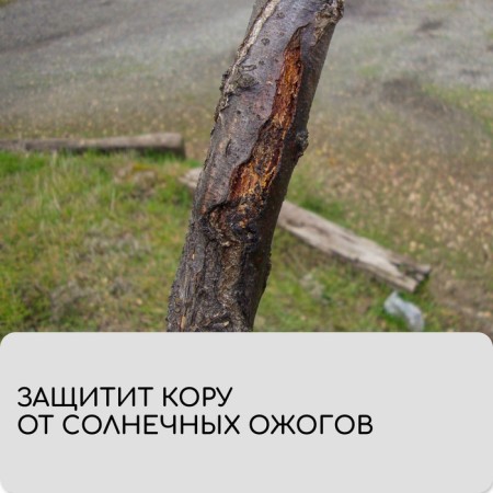 Бинт садовый, 10 × 0,08 м, плотность 60 г/м², спанбонд с УФ-стабилизатором, белый, Greengo, Эконом 20%-3