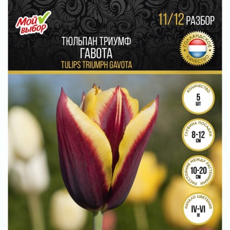 Tulip Triumph Gavota, river 11/12, 5 pcs, autumn 2024-2