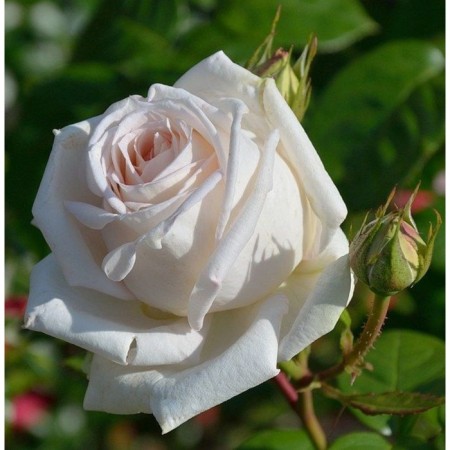 Sahenian Rosa Tea-Hybride "Madame Anizette", 1 pc, spring 2024