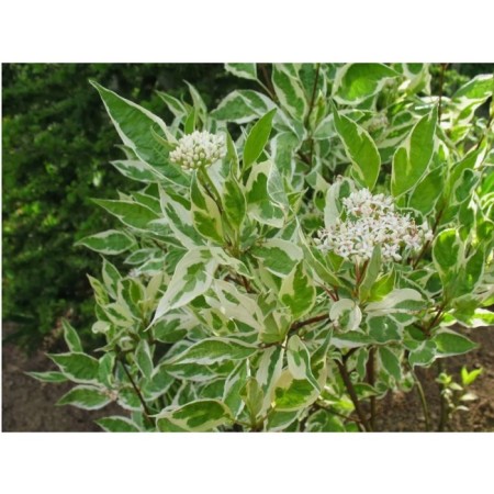 Deren White Argentheomarginate, pot C2, 1 pc, summer 2024