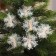 Brongs for the decor "Snowflakes" are white, 6 pcs.