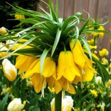 Ryabchik Imperial Lutea, 20/24 rr, 1 pc, 90-100 h (cm), autumn 2024