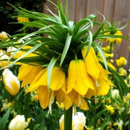 Ryabchik Imperial Lutea, 20/24 rr, 1 pc, 90-100 h (cm), autumn 2024