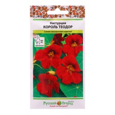 Seeds of flowers nasturtium 