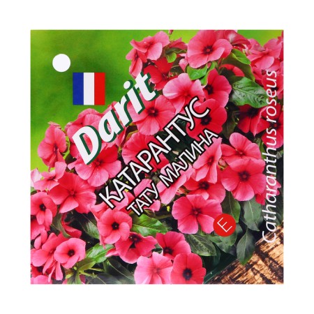 Flowers Catarantus "Tattoo Raspberry", 7 pcs