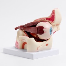 The model of the 