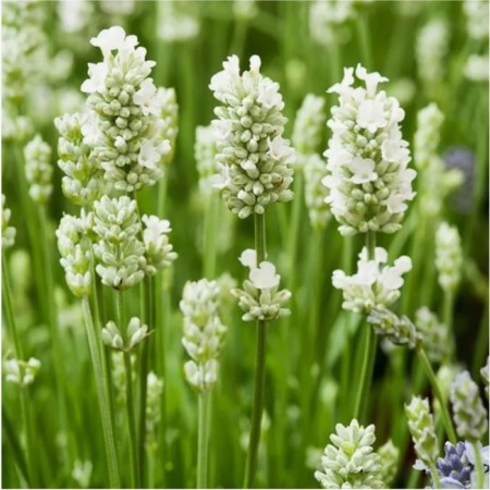 Lavender narrow -leaved nana alba, pot C2, 1 pc, summer 2024
