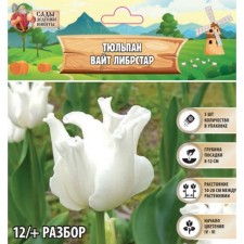 Tulipa White Librstar, rr 12/+, 5pcs, autumn 2024