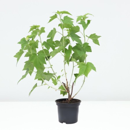 Black Currant Alexandrina, C2 pot, H20-40 Height, 1 pc, summer 2024-1