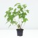 Black Currant Alexandrina, C2 pot, H20-40 Height, 1 pc, summer 2024