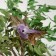 Birds for decor and floristry, on clothespin, mix, plastic, 1pcs, 8 x 8 cm