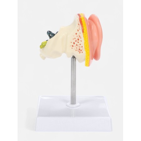 Matcage "Ear in section" 9*7*4cm-2