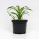 Lilenik hybrid Sammy Russell, C2 pot, H10-50 height, 1 pc, summer 2024