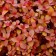 Spirea Japanese zen spirit karamel, s2 pot, n10-50 height, 1 pc, summer 2024