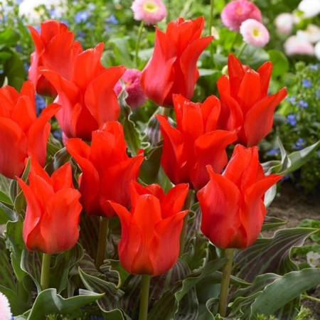 Tulip Graig Red Rydin Hood, 10/11 rr, 10 pcs, 20-30 h (cm), autumn 2024