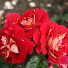 Sahenian Rosa Cordes Floribunda 
