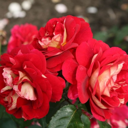 Sahenian Rosa Cordes Floribunda "Di Zeensvert", tube, 1 pc, spring 2025