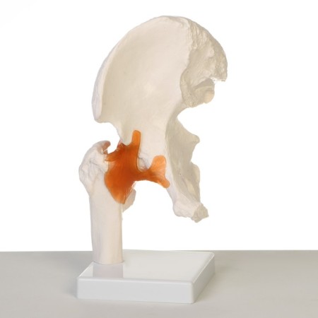 Matcam "hip joint" 24*11*11cm-2