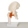 Matcam "hip joint" 24*11*11cm