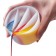 Silicone glass for fluid art, 4 sections, volume - 200 ml