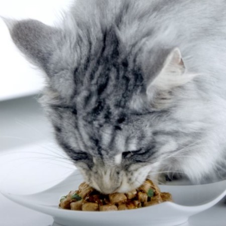 Wet Purina ONE food for sterilized cats, chicken/beans, 75 g-8