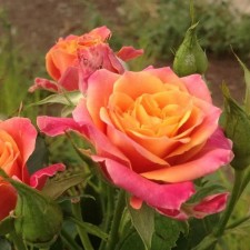 Seedling rose Sonora, spray-cutting, pot 2 l., Summer 2024