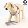A set of ammunition with a soft harness, m, leash 120 x 1.5 cm, Osh 26-48 cm, OG 26-48 cm, gray.