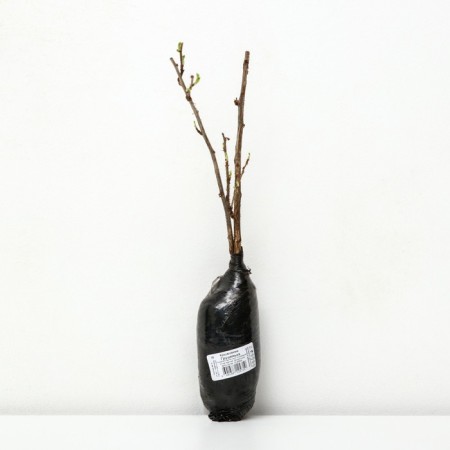 Gooseberry "Grushenka" 1 pc, tube, spring 2025-1