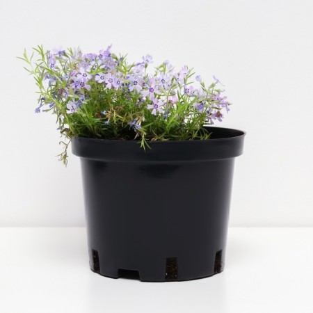 Flox Shilled major, C2 pot, H10-50 Height, 1 pc, summer 2024-1