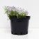 Flox Shilled major, C2 pot, H10-50 Height, 1 pc, summer 2024