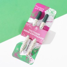 Growing gift pencils Mini 
