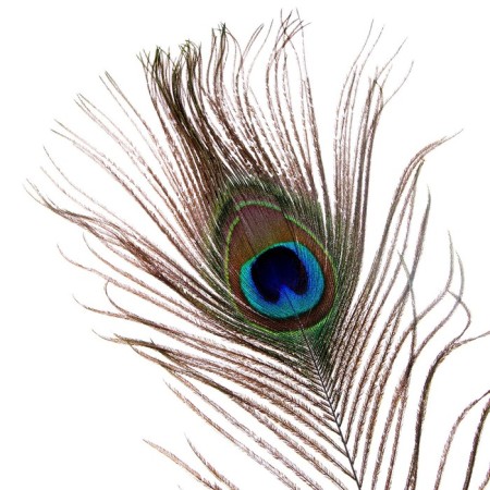 Feather of peacock for decor, set 2 pcs., Size 1 pc. - from 40 to 50 cm-4