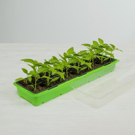 Mini-Pirate for seedlings, 57 × 18 × 14.5 cm, 3 inserts, 18 cells, Greengo-7