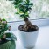 Flower pot, d = 12.5 cm, 1 l, plastic, white