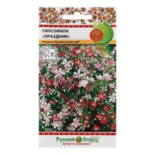Flowers of gypsophila 